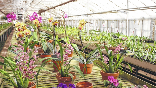 Not just an orchid nursery Newberry Observer