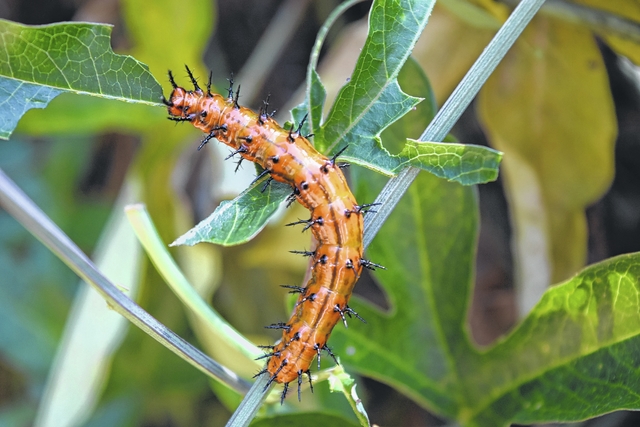 Passion Butterfly Makes Annual Appearance In Sc Newberry Observer