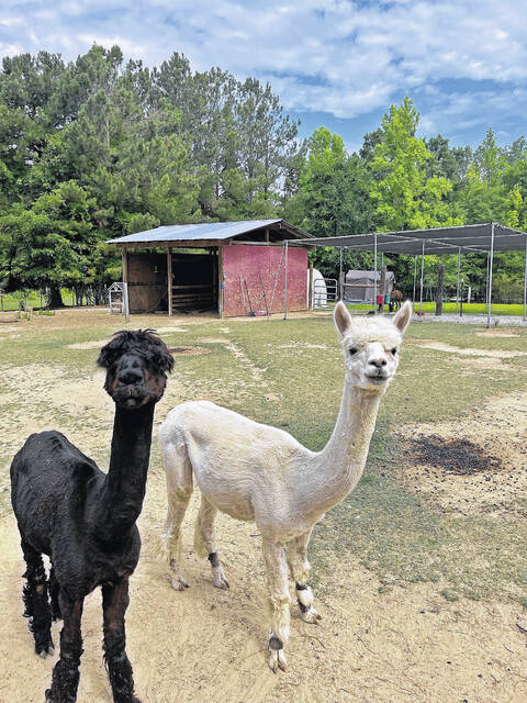 Alpacas at Carolina Pride Pastures.
                                 John A. Kesler | The Newberry Observer