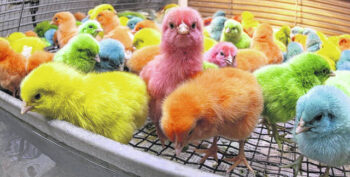 Buying cute Easter chicks? Don’t.