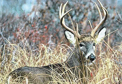 For each deer lottery, applicants may choose up to 15 hunt site selections. (Courtesy photo).