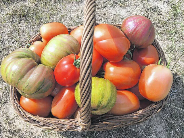 ‘Tis the season – for tomatoes!