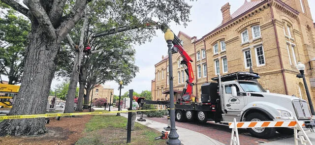 Tree being removed from Downtown’s Memorial Park